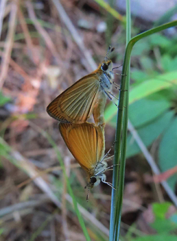 Least Skipper
mating pair